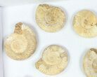 Lot: - Perisphinctes Ammonite Fossils - Pieces #77170-2